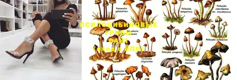 где можно купить наркотик  Белово  Галлюциногенные грибы Psilocybine cubensis 